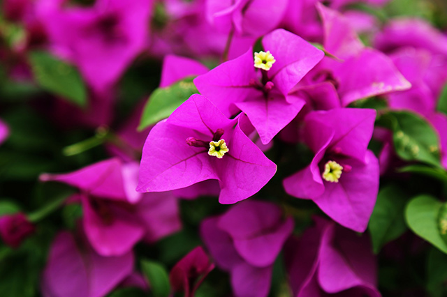 各个城市的市花中国城市市花大全,中国各个城市市花大全