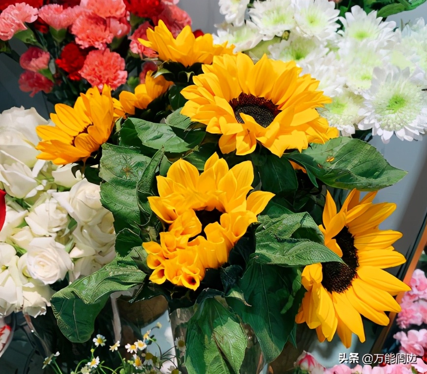向日葵闻起来怎么样,向日葵闻起来为什么是臭的