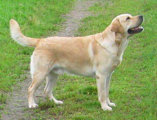 拉布拉多犬身上跳蚤多咋办,小拉布拉多犬身上有跳蚤怎么办