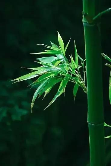 造型极美的盆景一起来欣赏,一组风吹出来的盆景欣赏动感十足