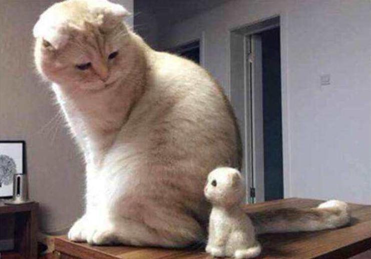 猫毛会被吸入婴儿鼻子,猫毛会入肺的新闻