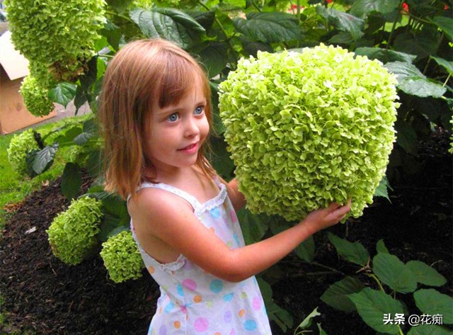 什么花开得好看又好养,开花非常好看且又好养