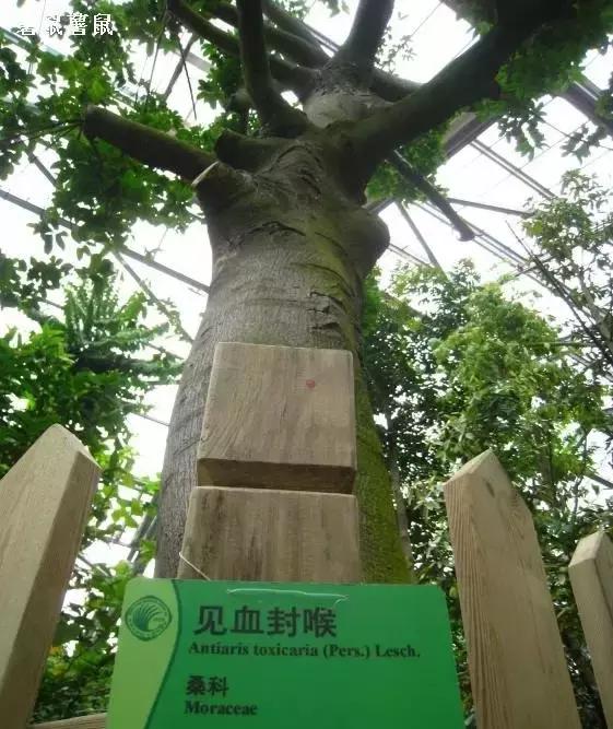 海南珍贵树木有哪些图片,海南花草树木名称大全