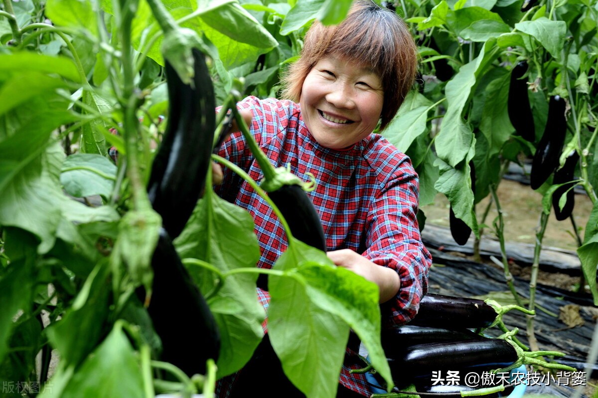 药物处理花穗时，点花与蘸花、防落素与2,4-D哪个好？一看就明白