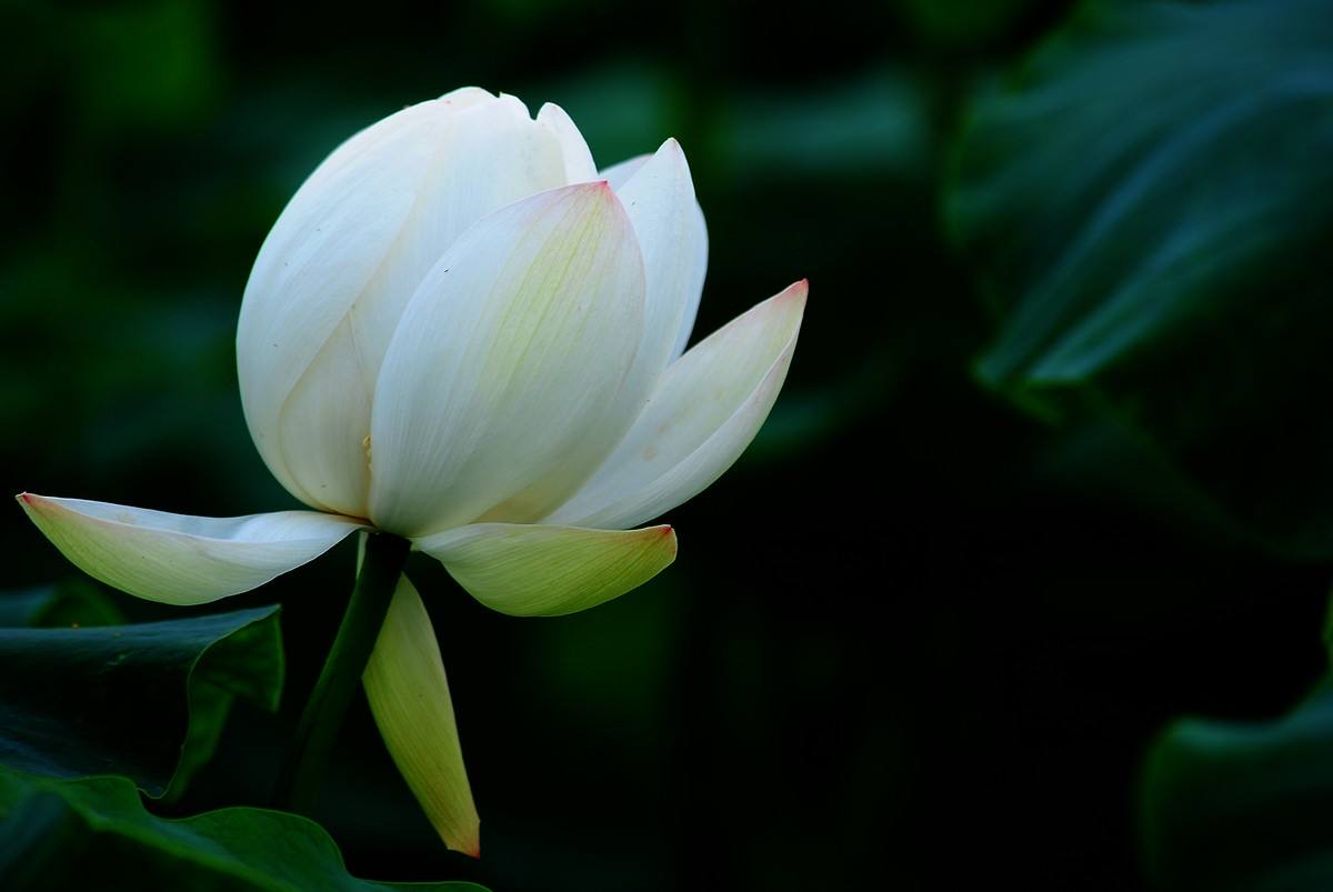 用思维导图学习语文三年级下册《荷花》，仿写《荷花》