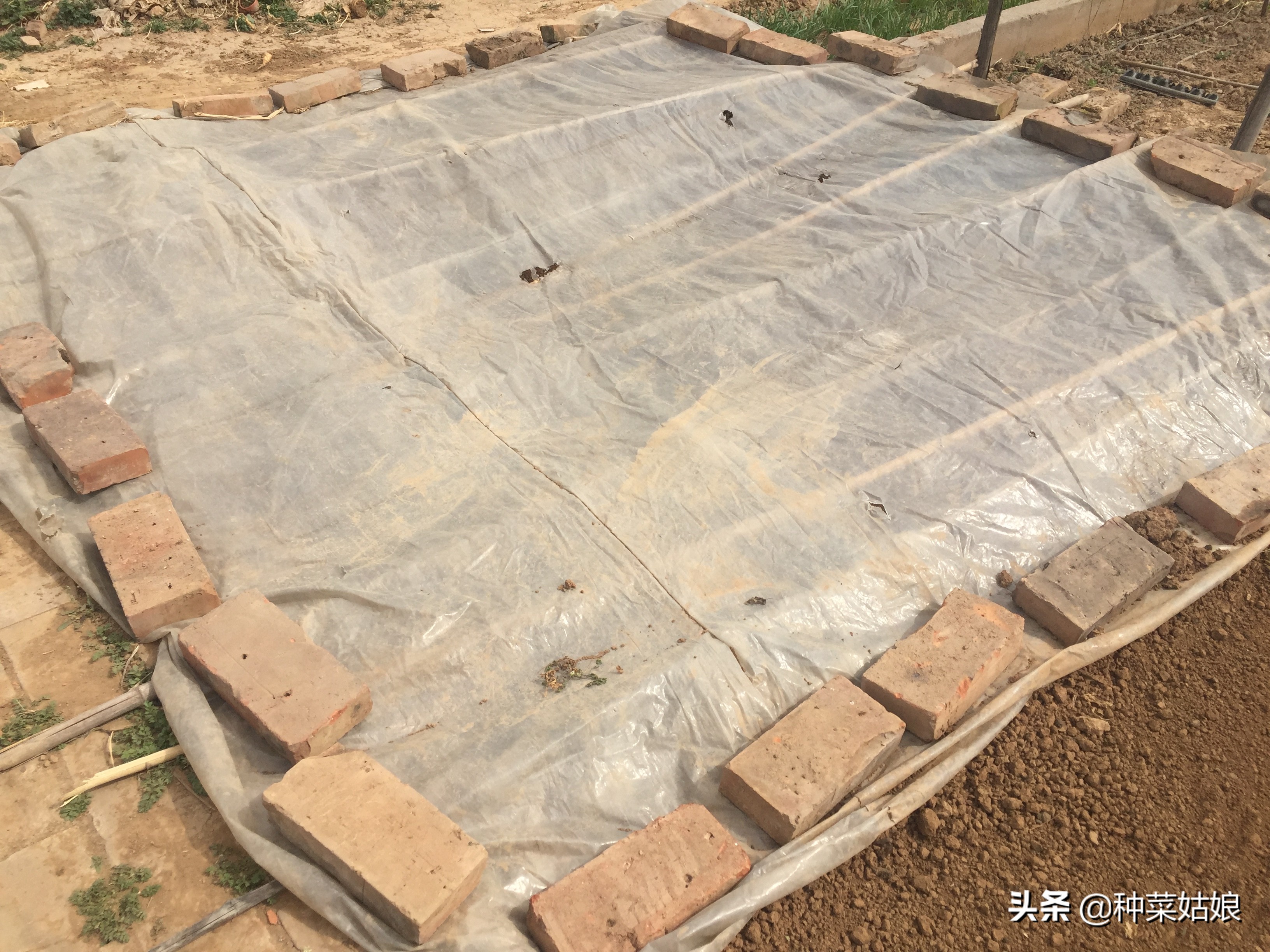 春季适合播种的蔬菜种子,春季蔬菜种子播种时间一览表