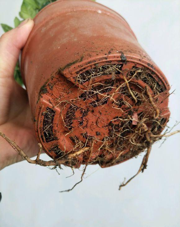 什么样的花好养又耐活,哪些花坑人