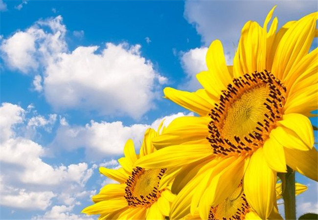 已婚了爱上别人怎么办,爱上已婚的人怎样不成为他的负担