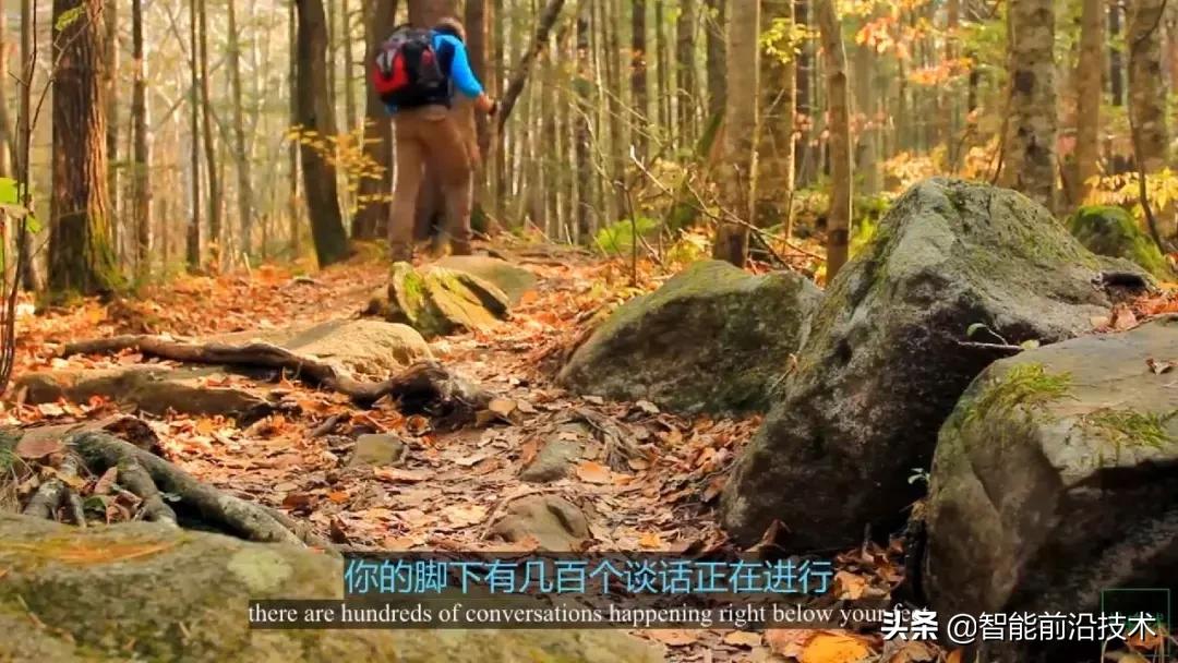 神奇“树联网”，地球本身是一个巨大的超生物体