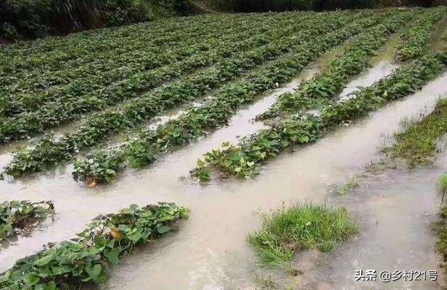 种红薯怕旱还是怕涝,种红薯水浇多了怎么办