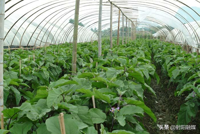 射阳县各村名单,射阳县各乡镇村名单