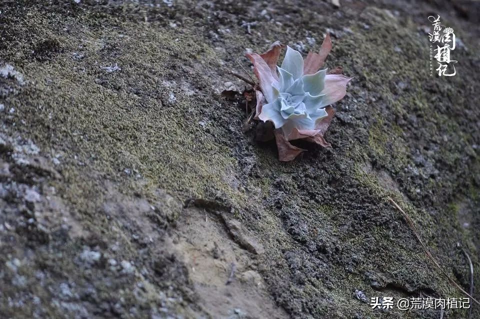 美国加州海岸仙女杯偷盗,美国加州仙女杯产业