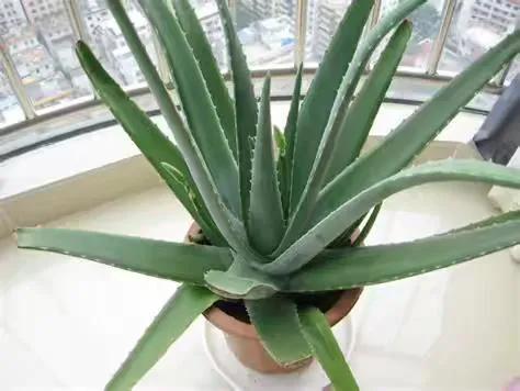 什么芦荟可以直接做面膜,芦荟的作用吃法大全集