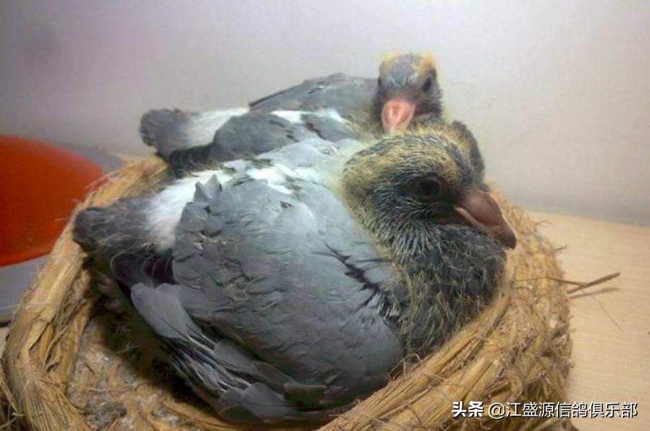 新手养鸽技巧视频教程,老手养鸽子