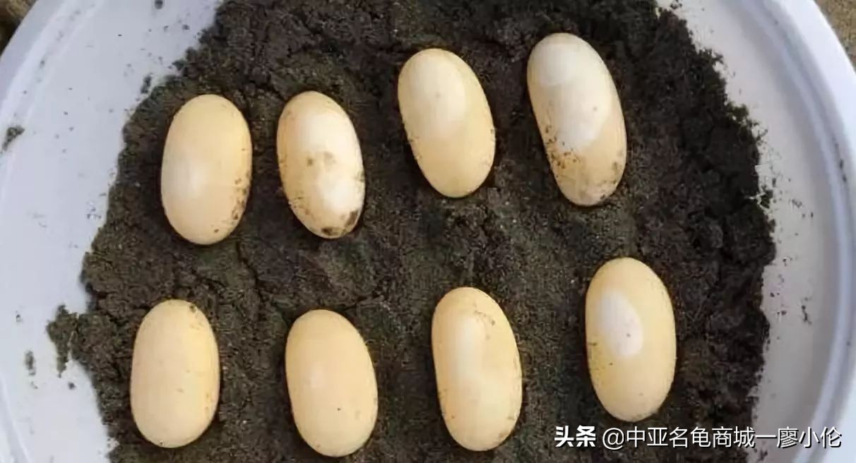 乌龟蛋孵化后期注意事项,乌龟产蛋期间的注意事项