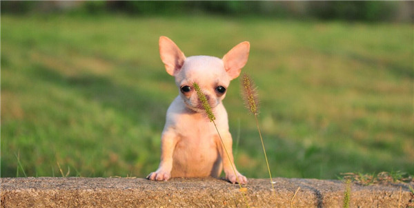 怎么才能让吉娃娃狗狗跳舞,吉娃娃跳舞