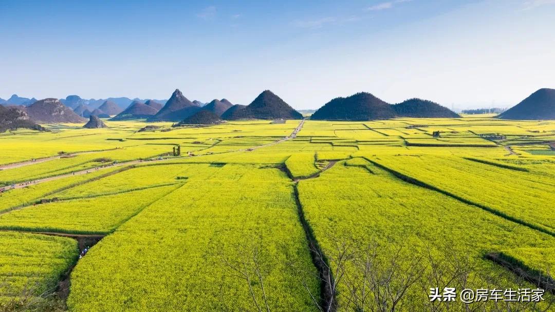 金黄的油菜花让你留连忘返,春季打卡好地方油菜花开醉游人