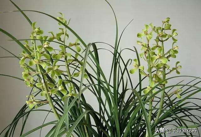 大花蕙兰花谢后换盆要去掉老土吗,蕙兰花怎么养才能旺盛容易开花