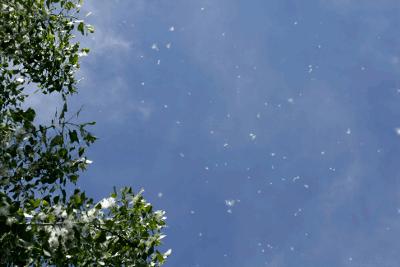 4月飘柳絮的原因,4月飘柳絮