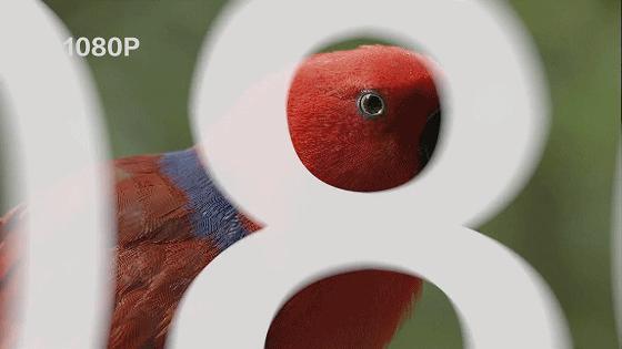 广电网络4k机顶盒真的是4k吗,福建广电网络4k超高清机顶盒