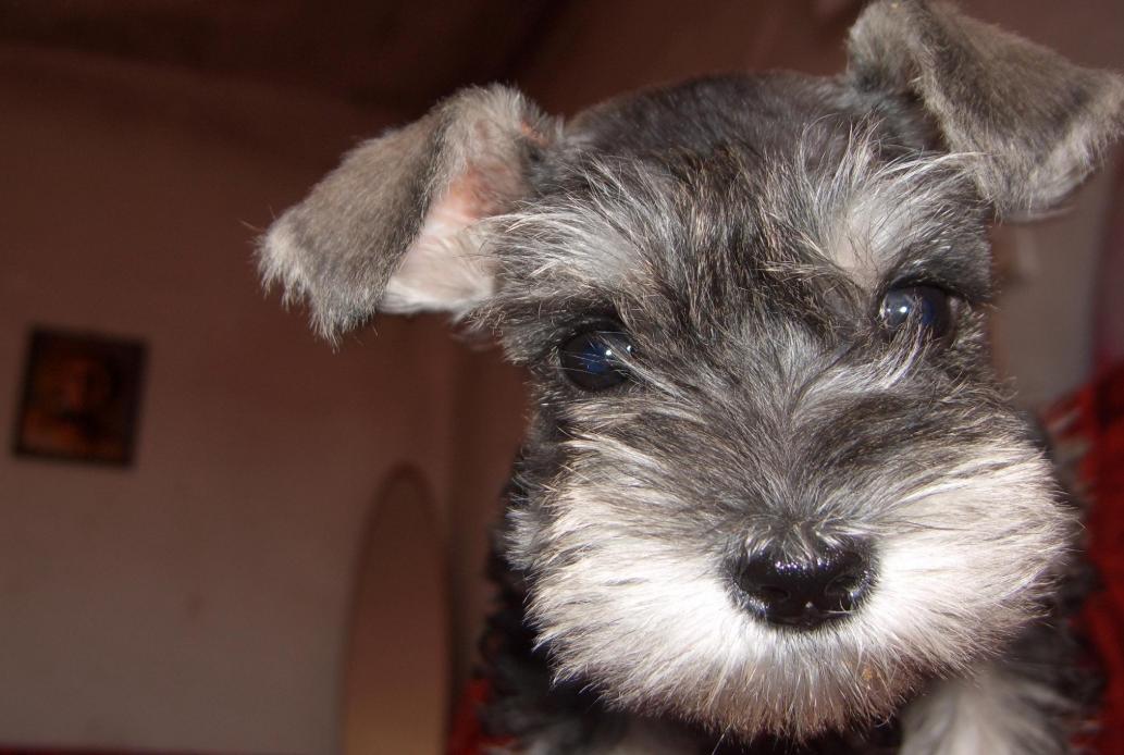 爱狗的女生性格特点雪纳瑞,雪纳瑞犬的性格