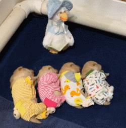 狗狗的宝宝,狗狗的宝宝日常