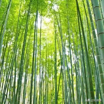 心愿七绝,心愿全部歌曲