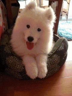 金毛哈士奇萨摩阿拉斯加,哈士奇阿拉斯加萨摩拉雪橇视频