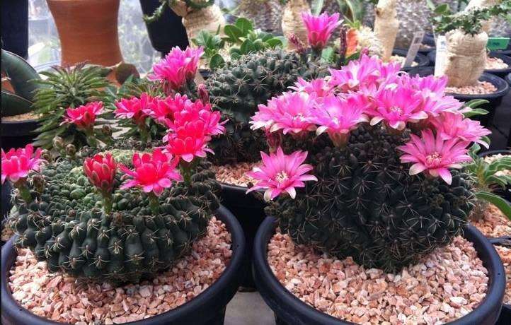 101仙人球,101个仙人球品种