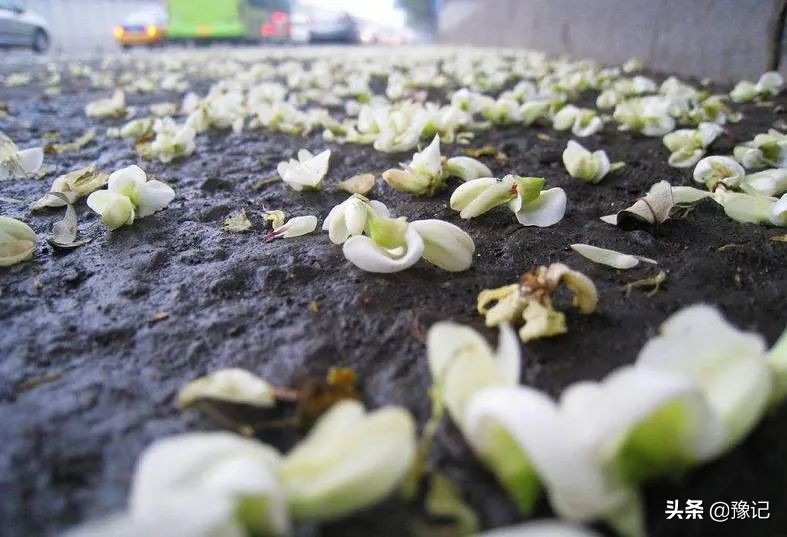 河南老槐花有什么好吃的,老家人爱吃的风味槐花