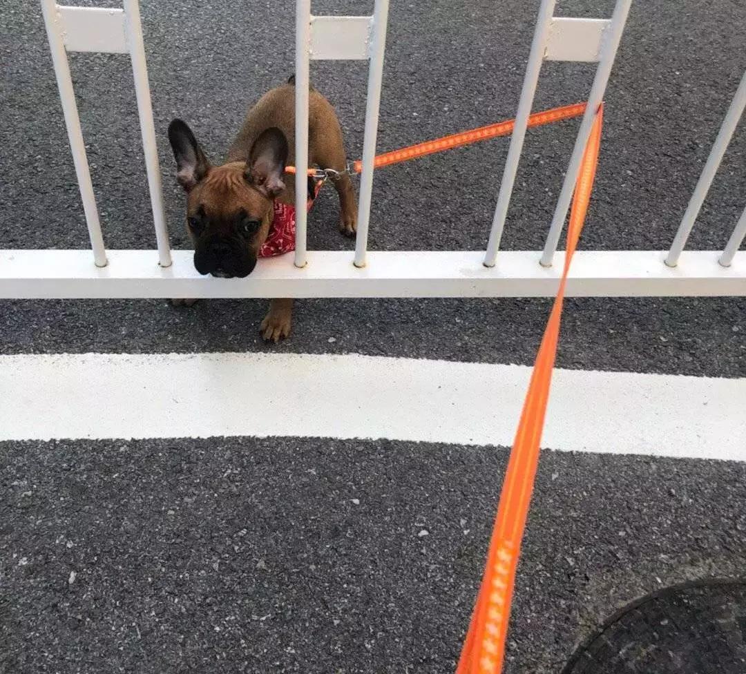 狗狗这么可爱，怎么舍得和它吵架呢？除非忍不住