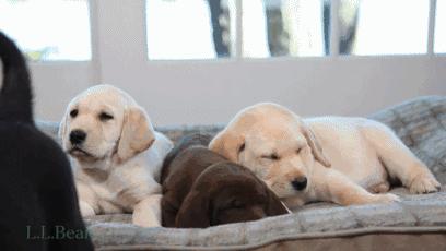 铲屎官都注意了狗狗为什么吐黄水,狗狗呕吐的5个常见原因