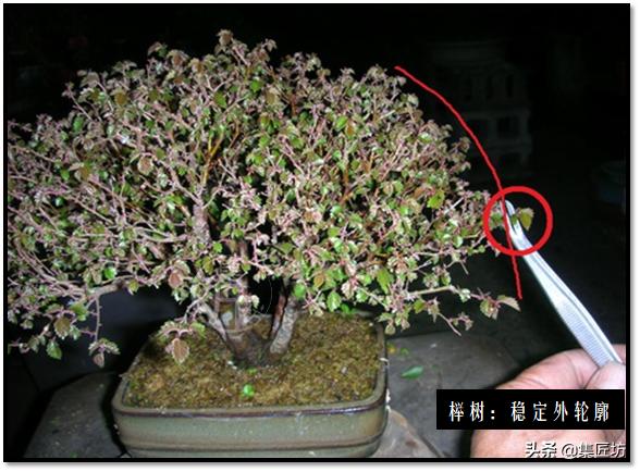 盆景选芽与摘芽，做好了，盆景树形稳定就完成了一半