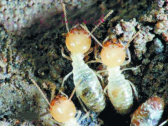 白蚁的种类及图片大全,白蚁种类及危害