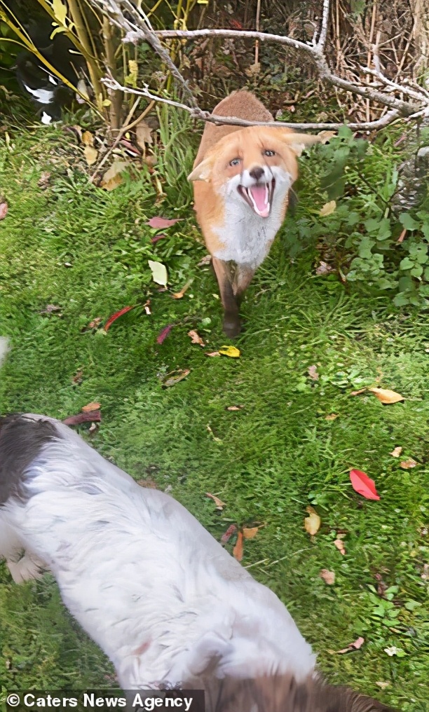 一只狐狸被收养,狐狸和狗能够繁育后代吗