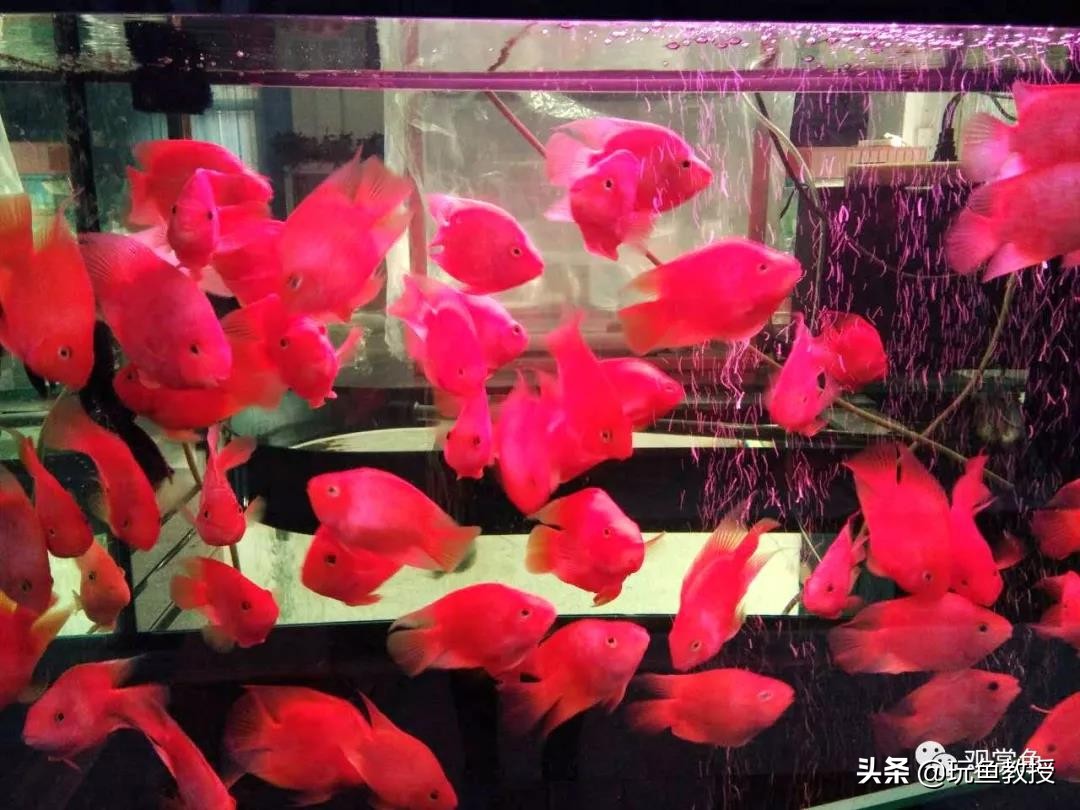 鹦鹉鱼吃食为什么那么慢,鹦鹉鱼厌食