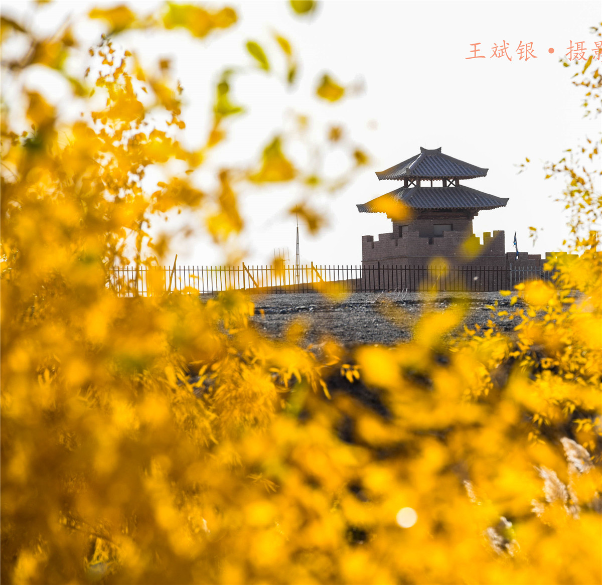 第一次去看胡杨的感触,第一次体验到沙漠乐趣