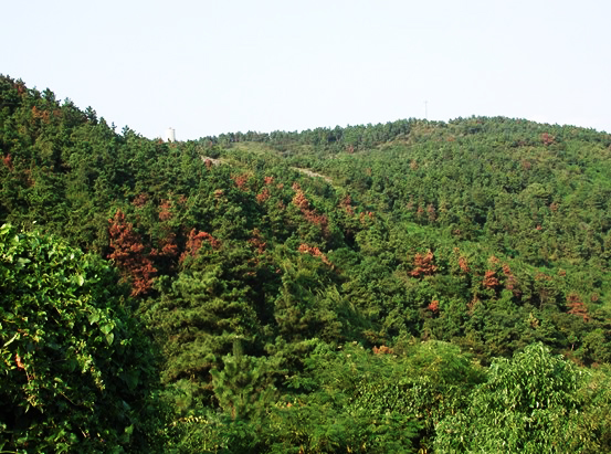 松树得了病枯黄用什么药,松树叶子变红是什么病