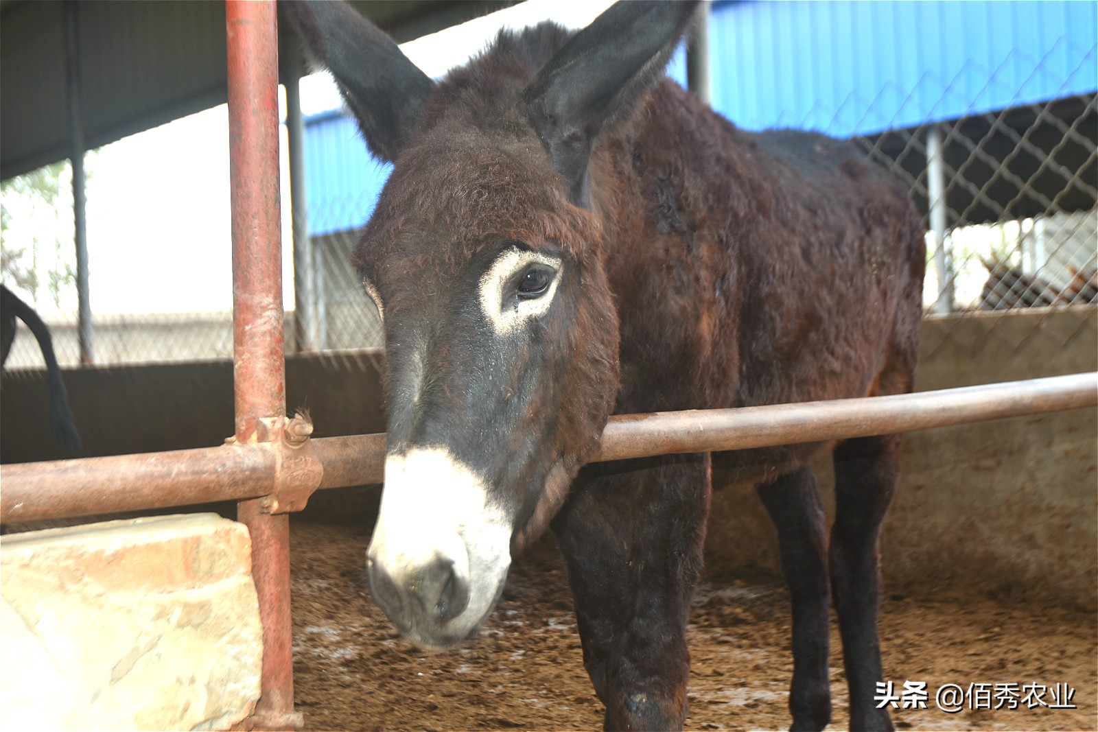养殖20头毛驴利润,农民种植养殖年挣20万
