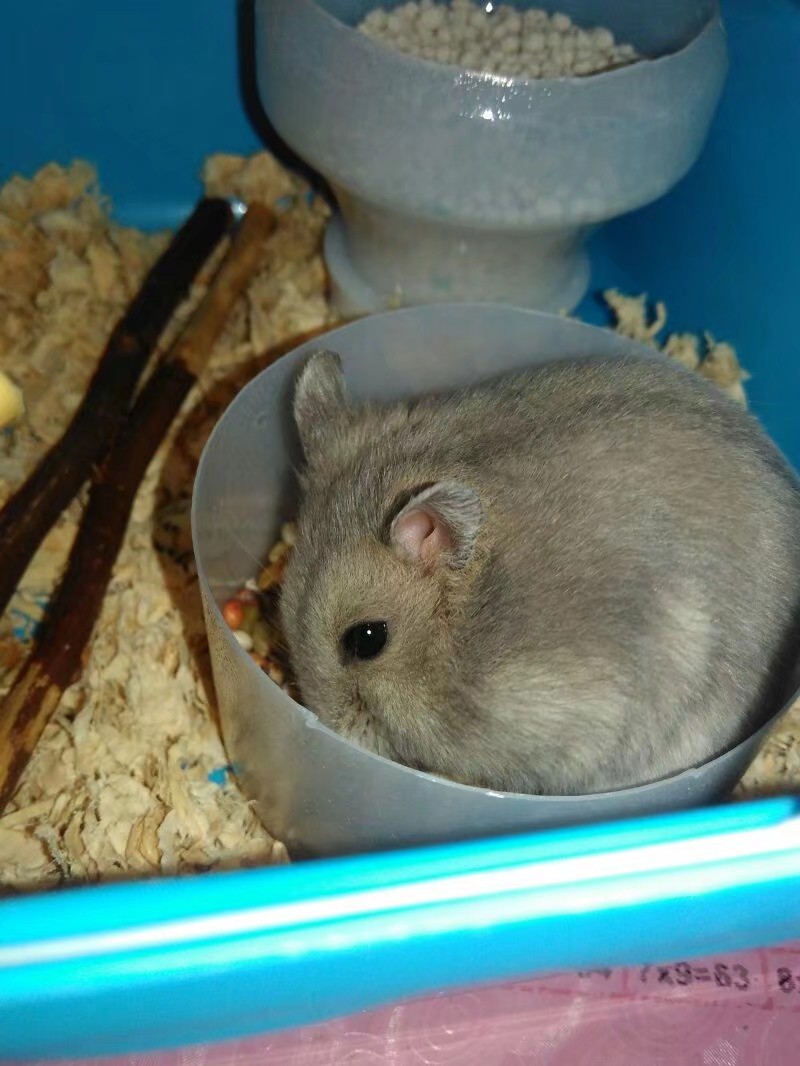 养仓鼠的注意事项和禁忌,养熊类仓鼠的注意事项