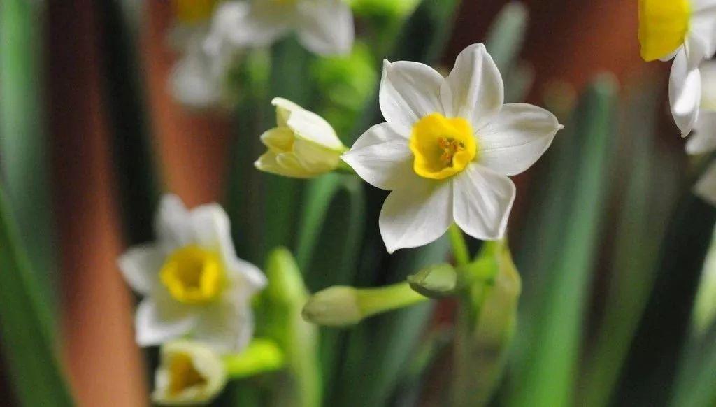 水仙花好养,水仙花真的好养吗