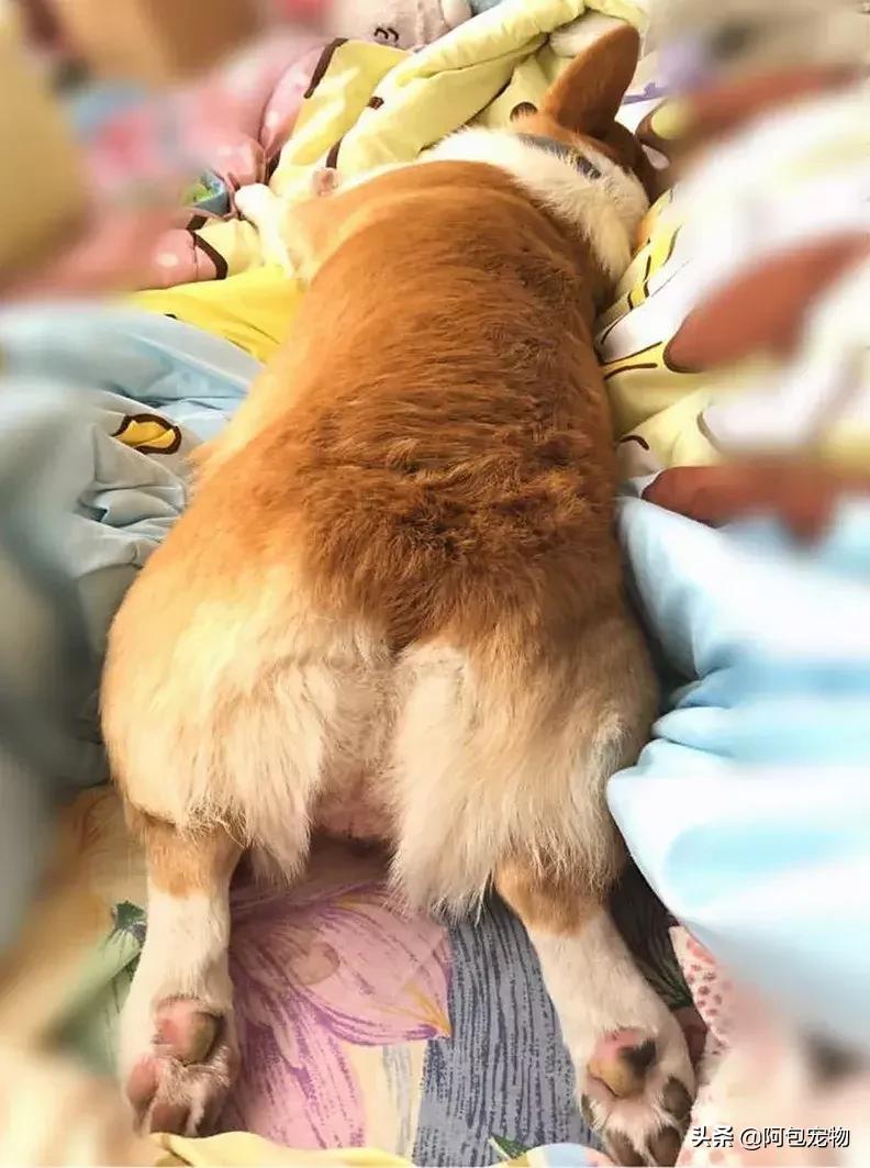 2019柯基国家展,首届柯基