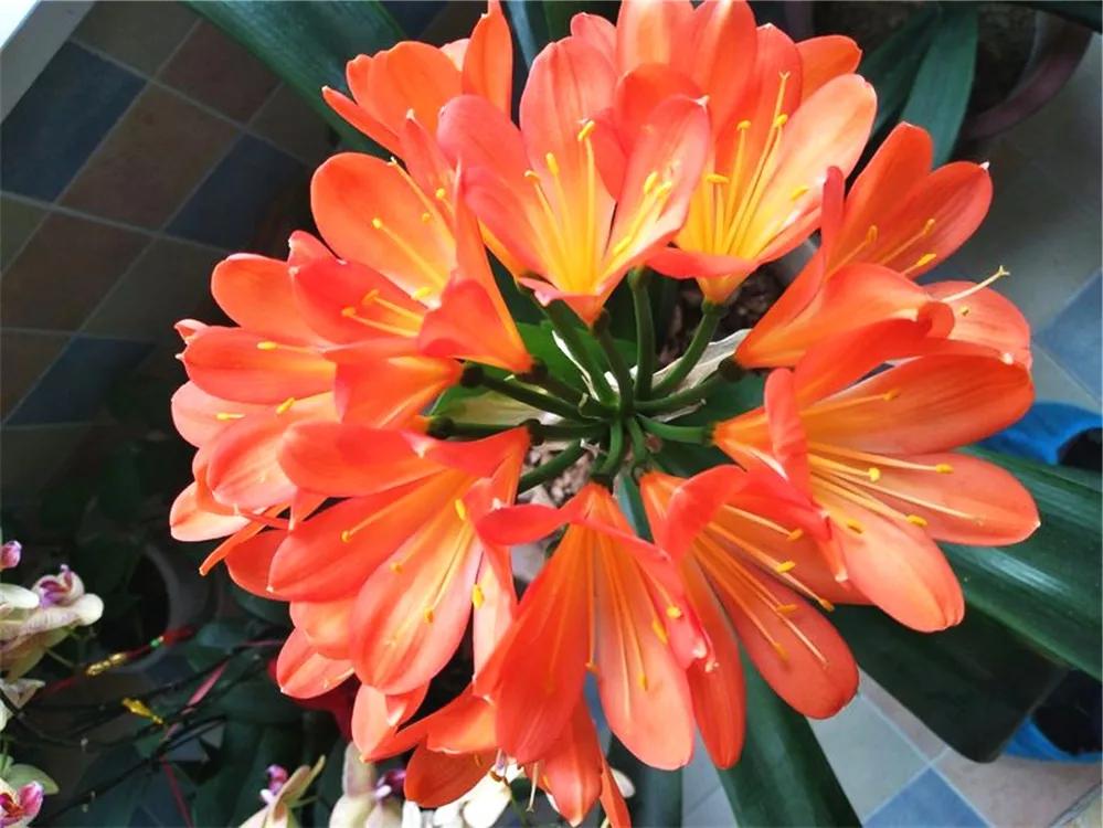 这6种碎渣渣，养花当土又当肥，比激素还有劲儿