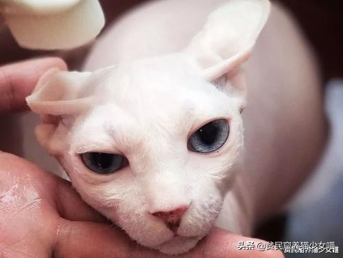 击破谣言，关于无毛猫的那些传言，有好几条都是人类想当然