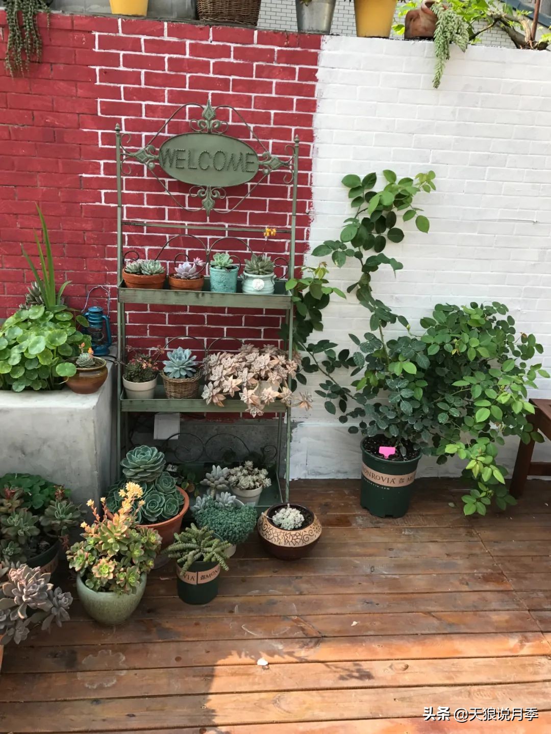 如何打造四季开花的花园,如何打造四季都有花的花园