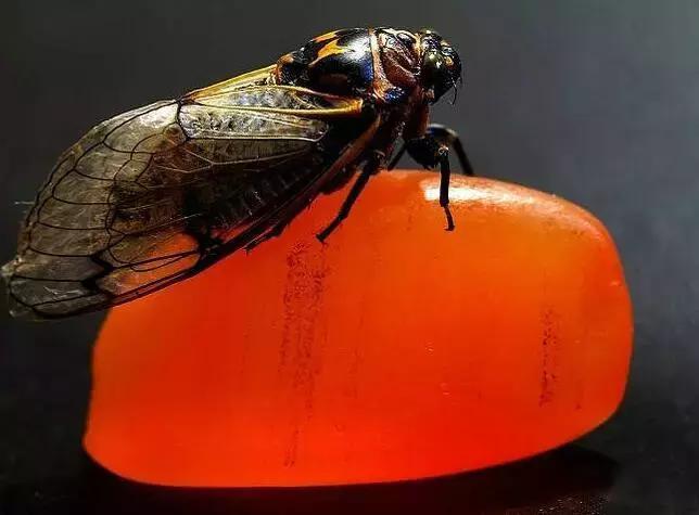 玉髓是怎么回事,玉髓不好吗