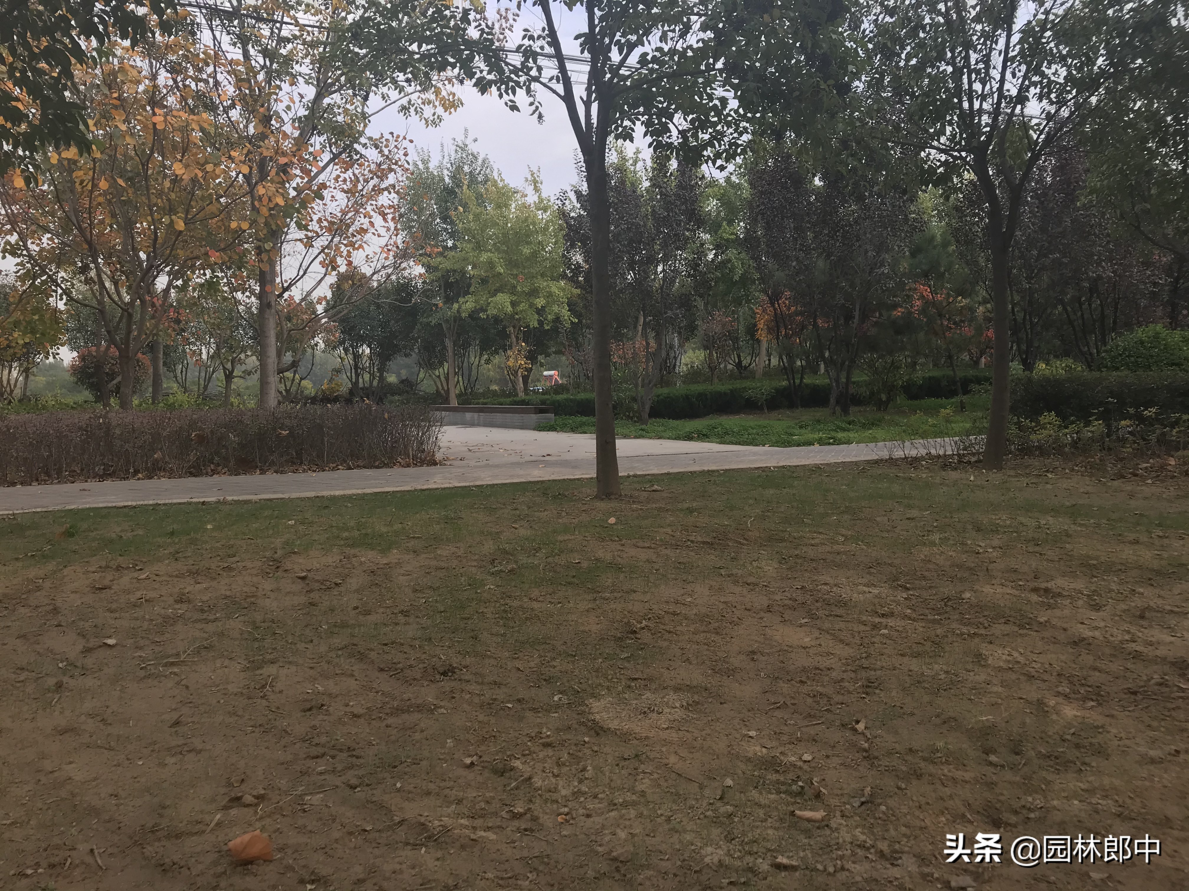 草坪除草八大注意事项,草坪草怎么管理得又矮又密