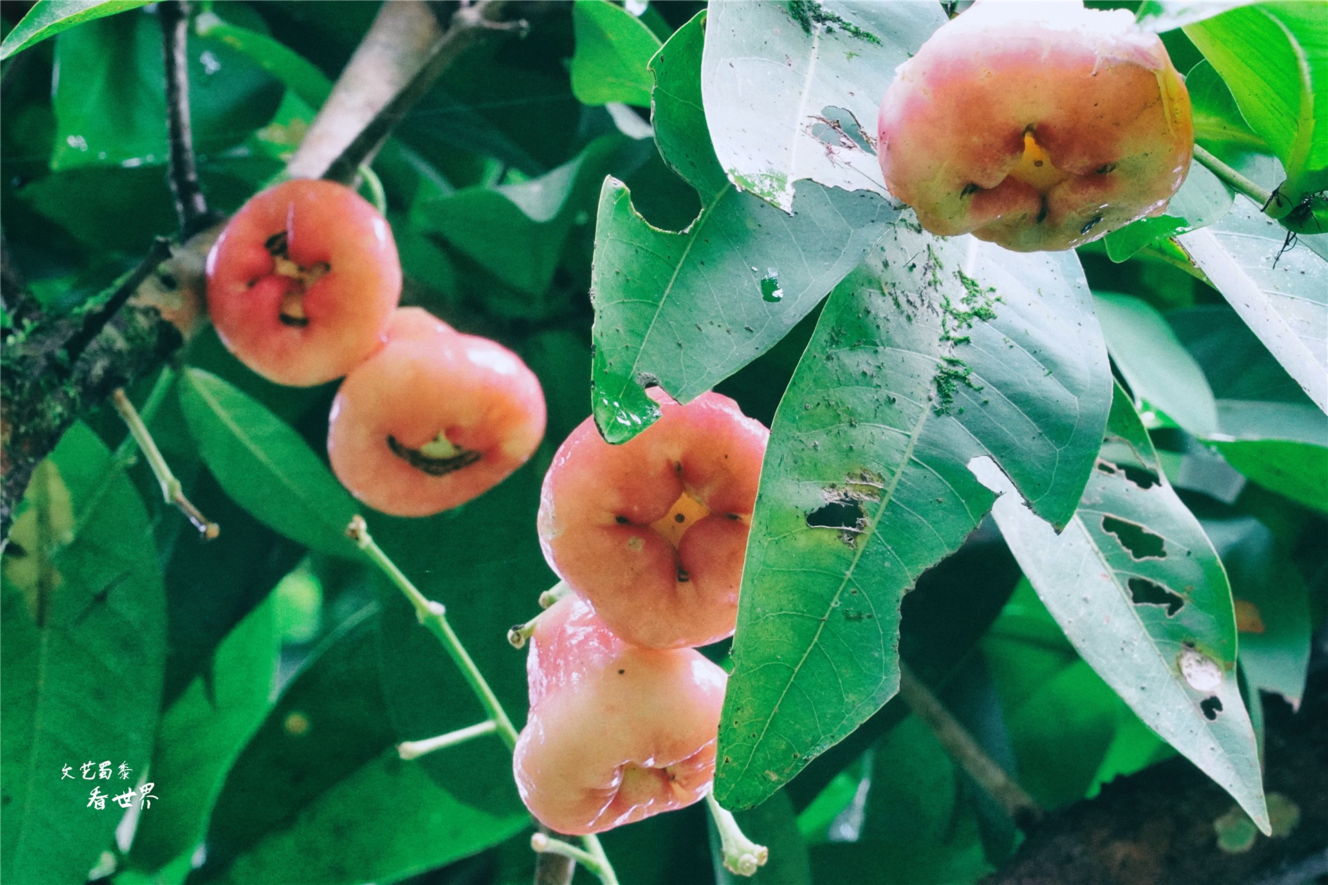 云南比大理丽江还适合养老的地方,云南冬天最适合养老的地方是哪里