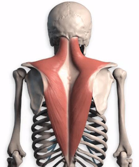 什么才是正确的含胸拔背,含胸拔背才是正确的姿势吗