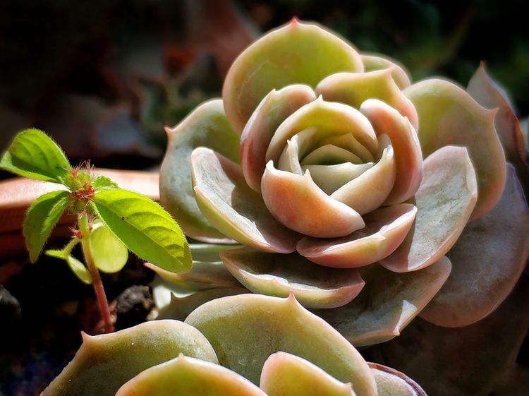 记录多肉长大的全过程,记录所有多肉成长过程